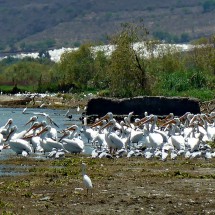American white pelicans on Lago de Chapala